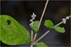 Celosia polygonoides